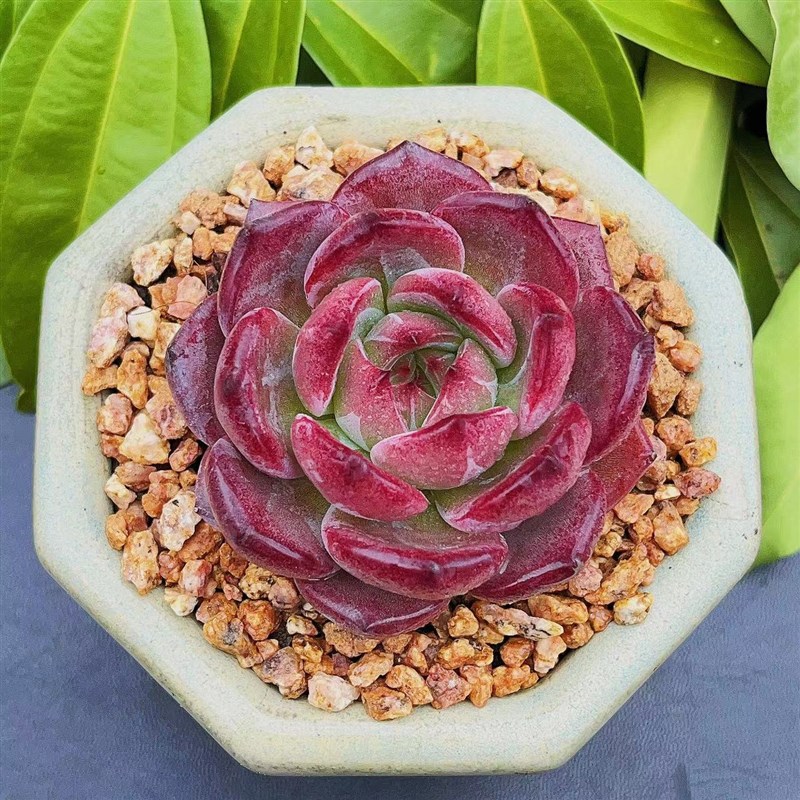 慢悠花房夜魔侠精品多肉办公室阳台绿植园艺盆栽花卉庭院多肉植物