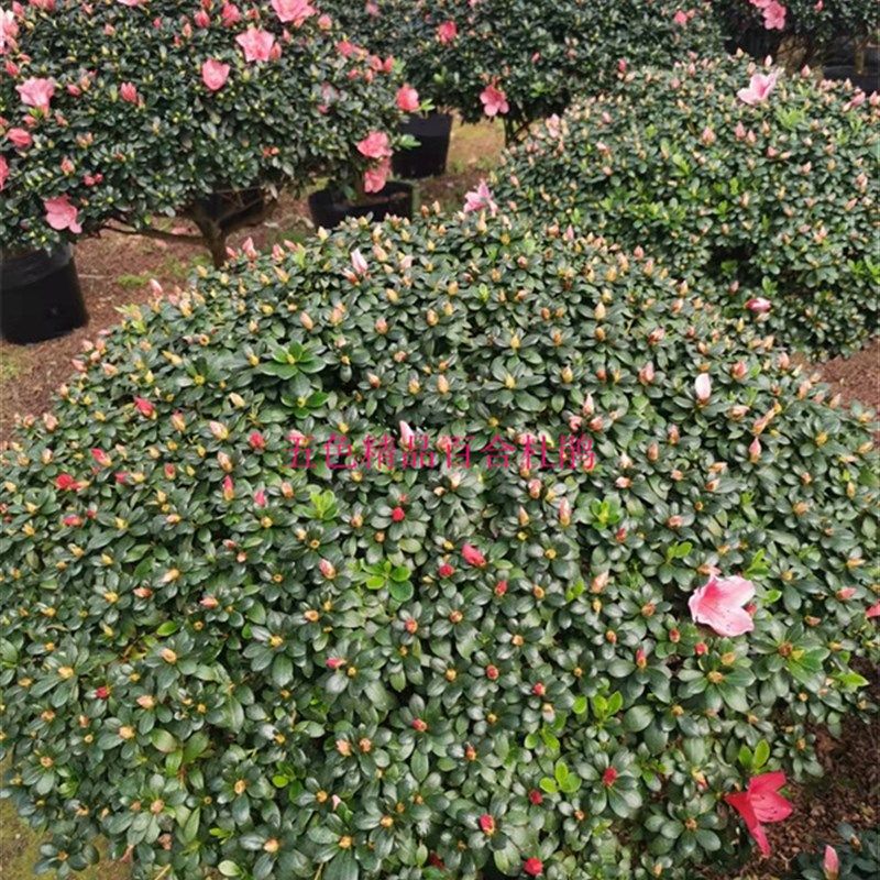 特大杜鹃爆盆百合盆栽庭院别墅绿植百合杜鹃精品原盆带土发货