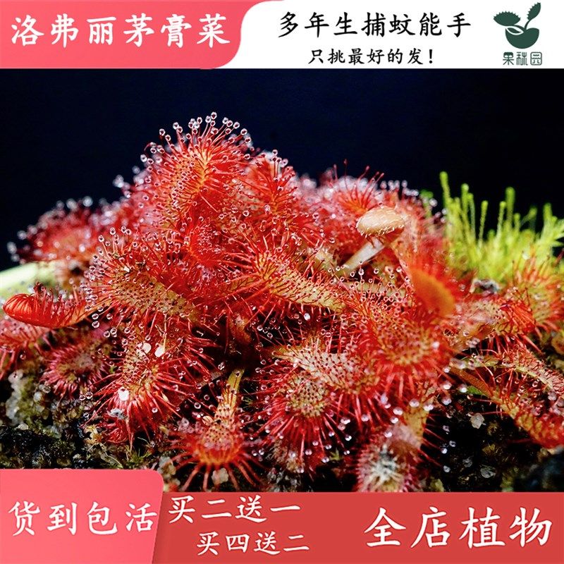 洛弗丽茅膏菜【食虫植物室内办公室鱼缸造景观赏捕虫驱蚊草盆栽】,鲜花速递/花卉仿真/绿植园艺,绿植,淘宝优惠券,粉丝福利购,淘宝优惠卷