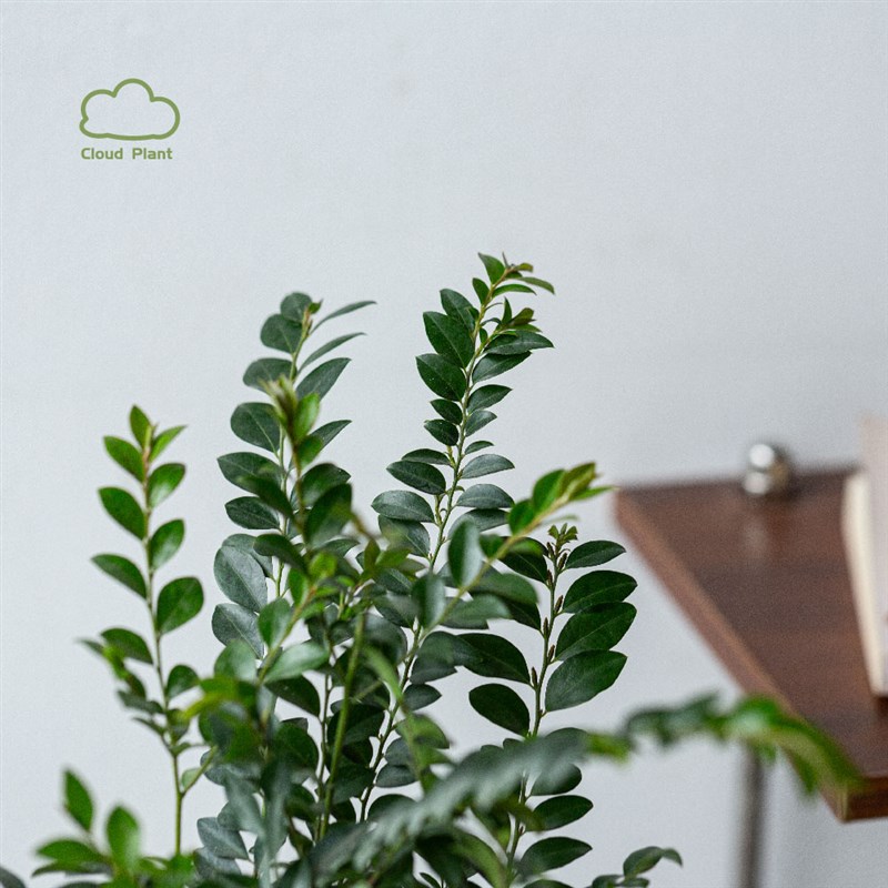 小叶紫檀办公室内桌面植物花卉创意绿植造型盆栽送领导长辈礼品