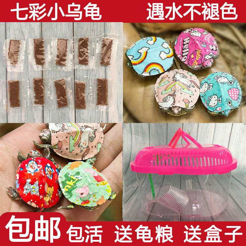 龟缸晒台爬台养殖箱家用乌龟缸鱼缸小型养乌龟专用缸小乌龟饲养盒