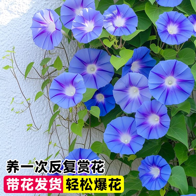 牵牛花盆栽爬藤植物花苗大喇叭花宿根带花苞垂吊阳台花卉地栽好养