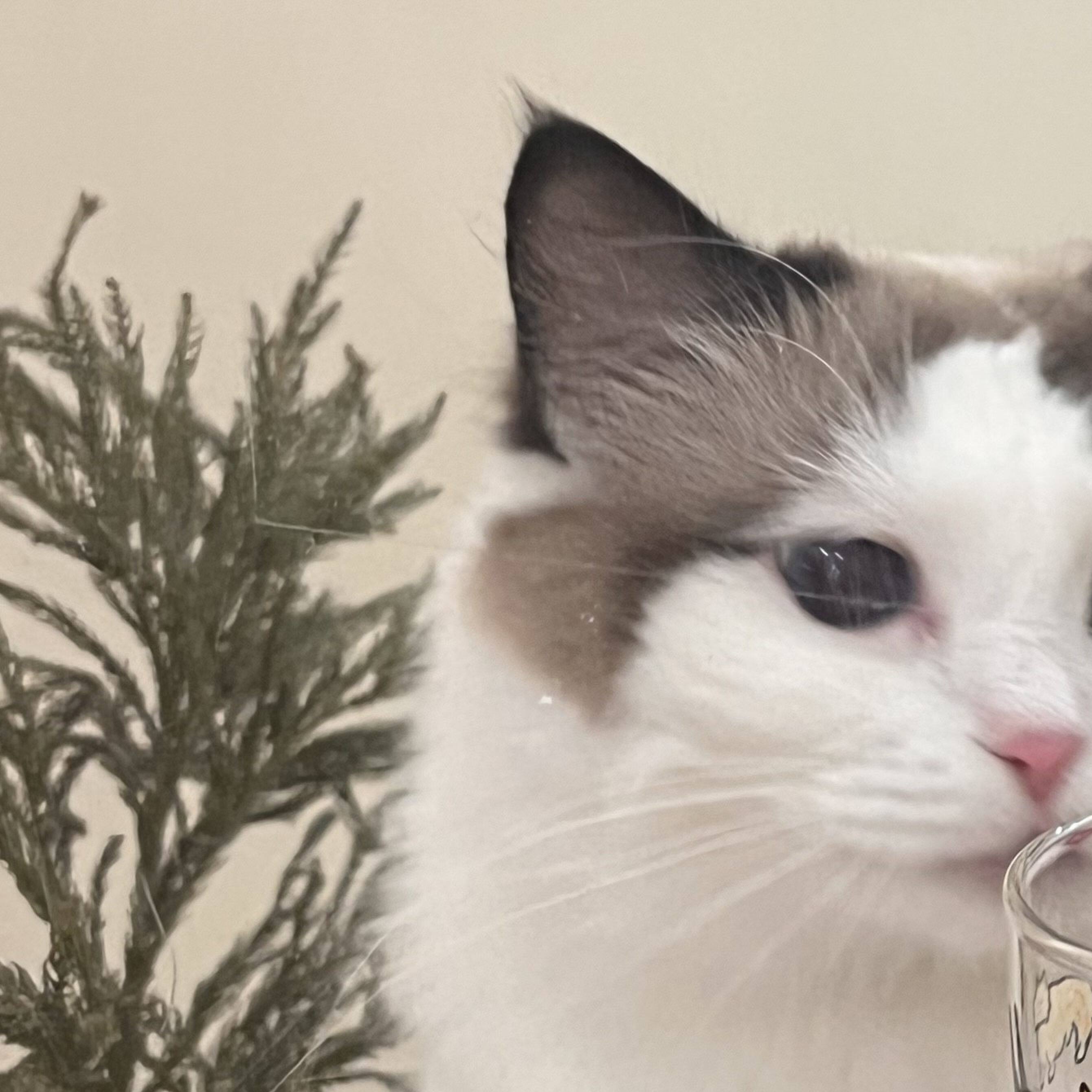 韩国创意猫咪小狗玻璃杯带把带吸管高硼硅耐热好看的咖啡杯水杯