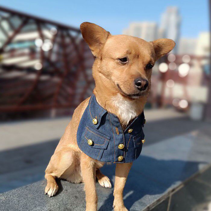 宠物可爱三角巾牛仔围脖围兜英伦泰迪猫狗口水巾柴犬大中小型通用