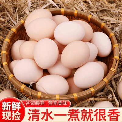土鸡蛋新鲜鸡蛋大个50g特大码
