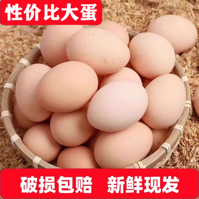 土鸡蛋新鲜鸡蛋大50g特大码