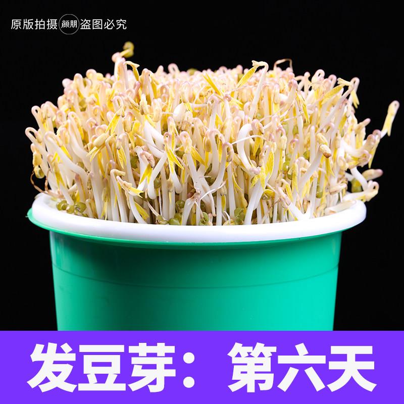 【优选罐装】发芽绿豆3斤发豆芽的绿豆 发豆芽菜专用豆子神器芽豆