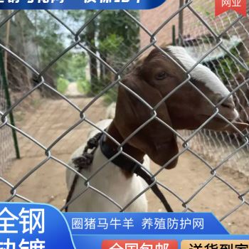 镀锌铁丝网围栏养殖鸡鸭防护网格勾花网养狗护栏钢丝网牛羊隔离网