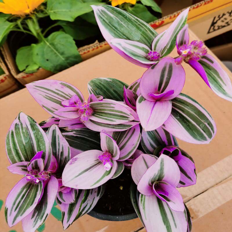 胭脂云多肉绿植物油画婚礼吊兰紫露草锦室内桌面盆栽垂吊观叶花卉