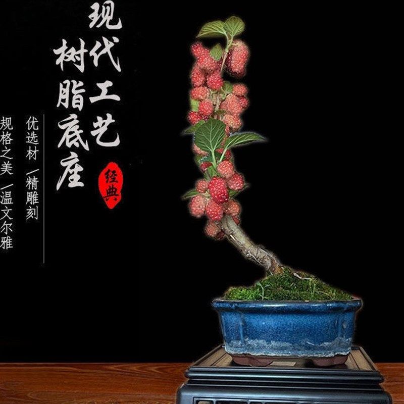 塑料仿古花架泡酒瓶底座酒坛架正方形防实木花盆托盘鱼缸圆形底座,鲜花速递/花卉仿真/绿植园艺,花架,淘宝优惠券,粉丝福利购,淘宝优惠卷