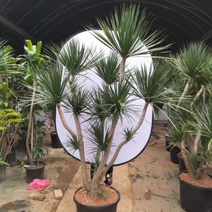 黑珍珠多头造型龙血树客厅大型绿植庭院阳台别墅花园室内植物盆栽