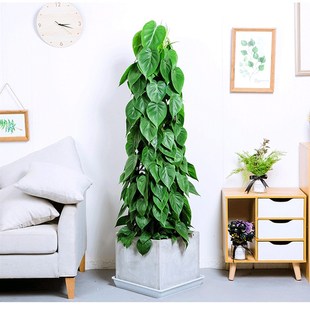 鸡心绿萝大型室内观叶耐阴绿植盆栽净化空气好养易活开业送礼自用