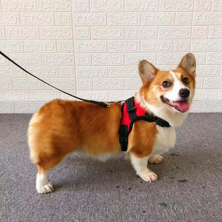 狗狗牵引绳胸背带柯基遛狗小型犬狗背心式绳子中型柯基犬宠物用品