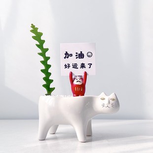 【企业礼物】鱼骨令箭多肉植物仙人掌科办公室卡通猫室内奇趣盆栽