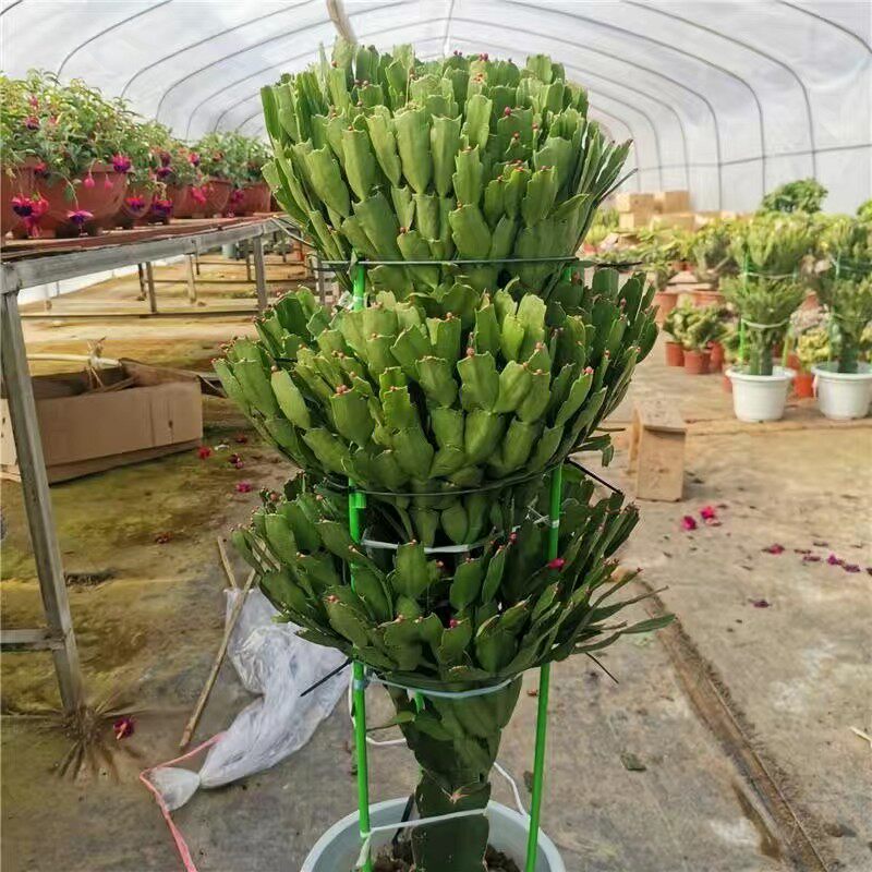 龙骨三角柱嫁接双层三层蟹爪兰带花苞室内花卉绿植植物盆栽盆景