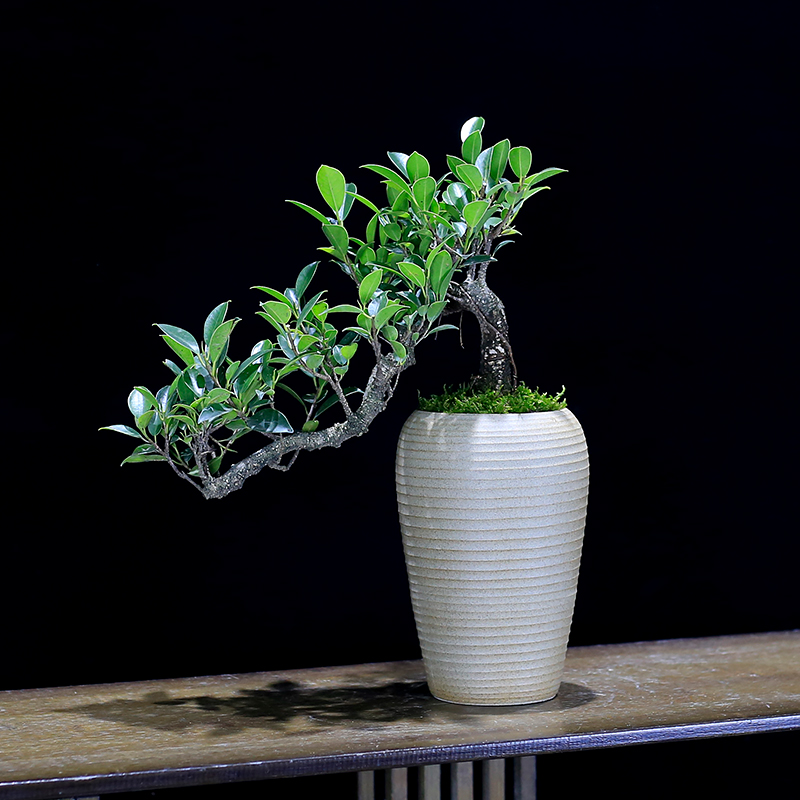 榕树盆景植物造型老桩树桩室内茶几客厅办公室前台桌面绿植盆栽