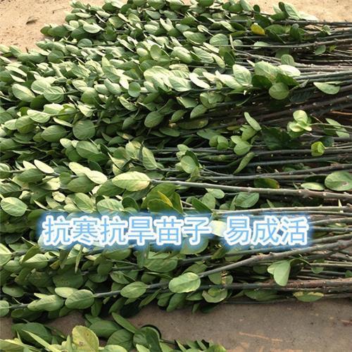 冬青苗绿篱笆耐寒耐热冬青北海道树苗庭院室外珊瑚树大叶黄杨包邮