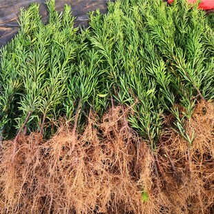 植树节小树苗3.12植树活动社区单位学校庭院绿化栽树罗汉松种植苗