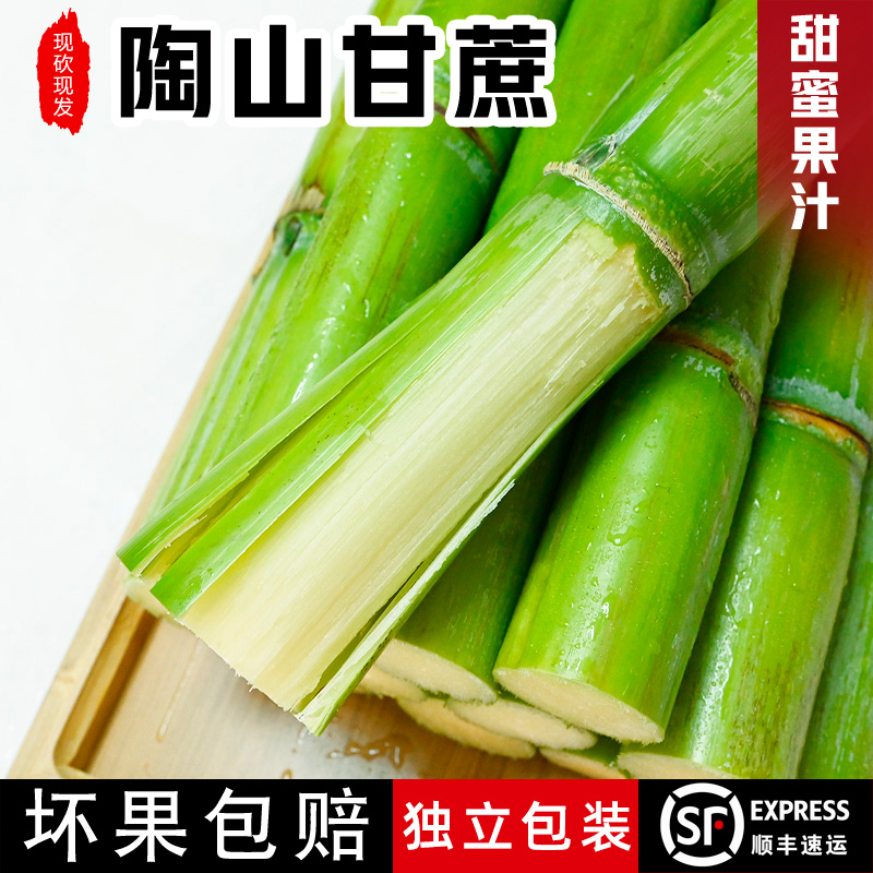 正宗陶山甘蔗，松、脆、甜
