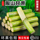 精选装 陶山甘蔗绿皮 新鲜水果现砍现发青皮果蔗手撕甘蔗皮薄多汁