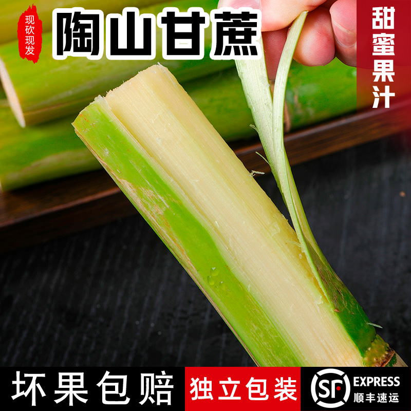 陶山甘蔗 新鲜孕妇水果现砍现发青皮果蔗 手撕绿皮甘蔗 皮薄多汁