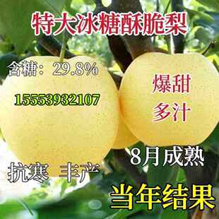 嫁接梨树果苗特大冰糖酥脆梨树当年结果树冰糖雪梨苗盆地栽