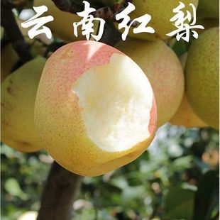 云南红梨苗嫁接红香酥梨树苗红皮梨苗红香梨苗南北方种植当年结果