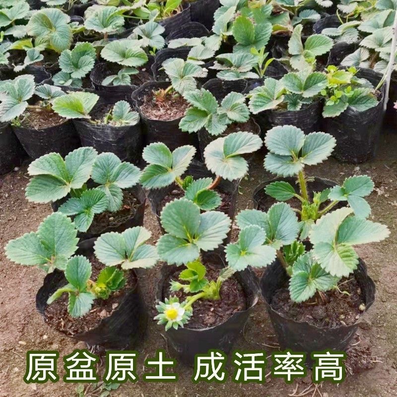 原盆草莓苗盆栽带土带果带花当年结果食用红颜牛奶草莓秧阳台带盆