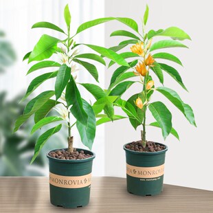 白兰花盆栽浓香型花卉大植物室内带花苞玉兰花树苗黄角兰四季开花