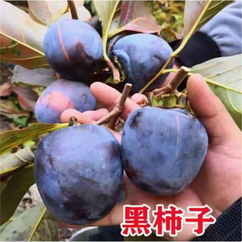 嫁接黑柿子树苗果南方北四