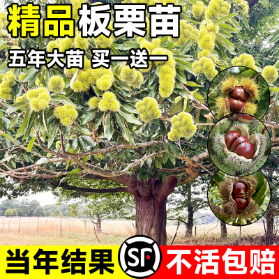 板栗树苗大红袍果当年结盆