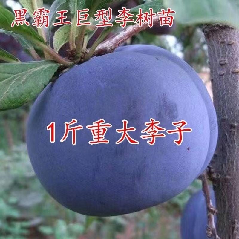 大黑霸王脱骨李子苗南方北