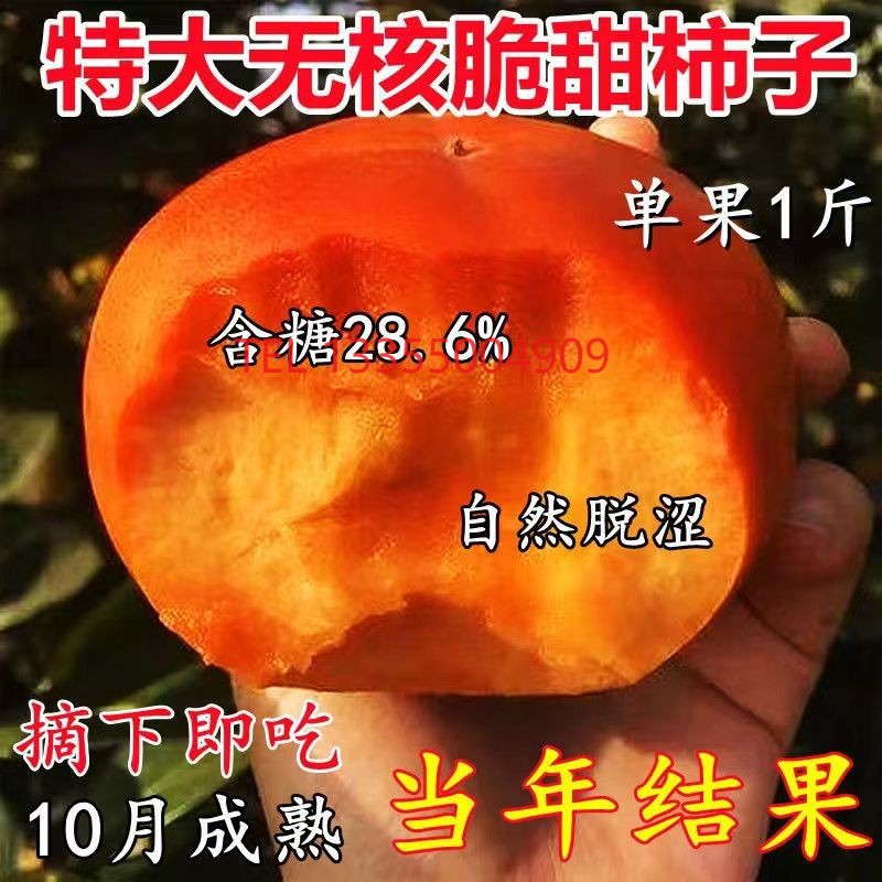 无籽冰糖心柿子树苗甜脆当