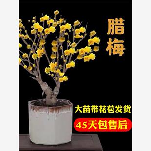 腊梅带花苞梅花盆景腊梅花树苗盆栽老桩室内蜡梅冬季花卉适合植物