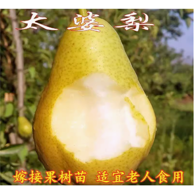 太婆梨苗茄嫁接果树香蕉