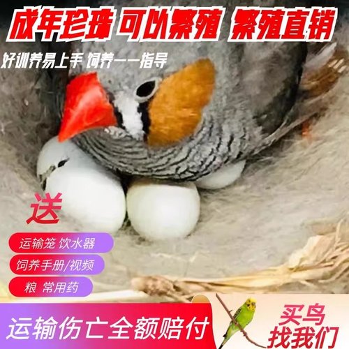 成年珍珠鸟活体 可繁殖白珍珠灰珍珠白文鸟灰文鸟公母宠物手养鸟