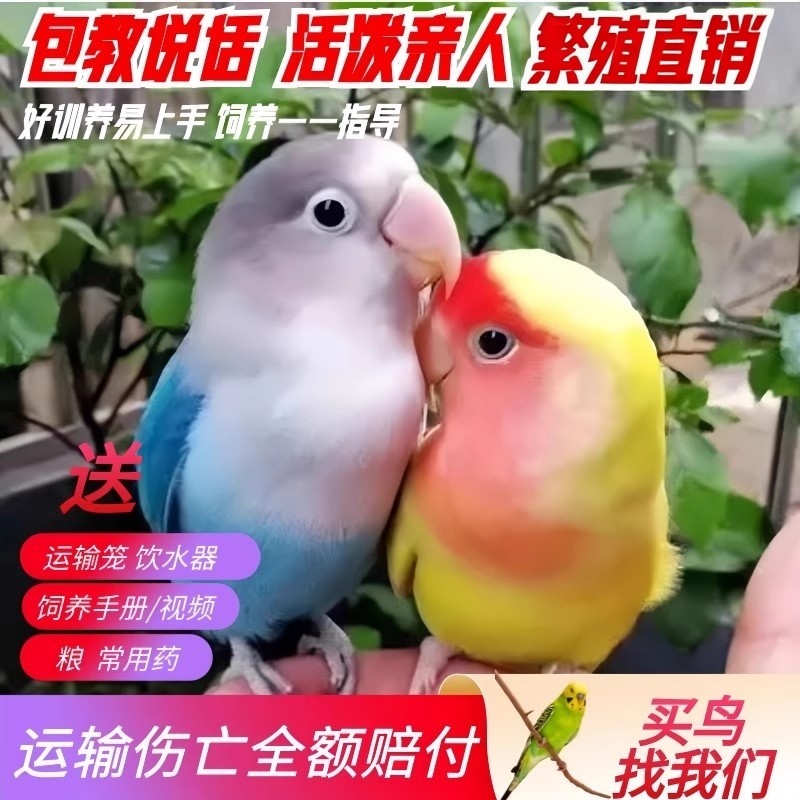 鸟活体 牡丹鹦鹉鸟活体宠物鸟可训上手养鸟活物虎皮玄凤鹦鹉活鸟
