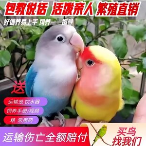 鸟活体牡丹鹦鹉鸟活体宠物鸟可训上手养鸟活物虎皮玄凤鹦鹉活鸟