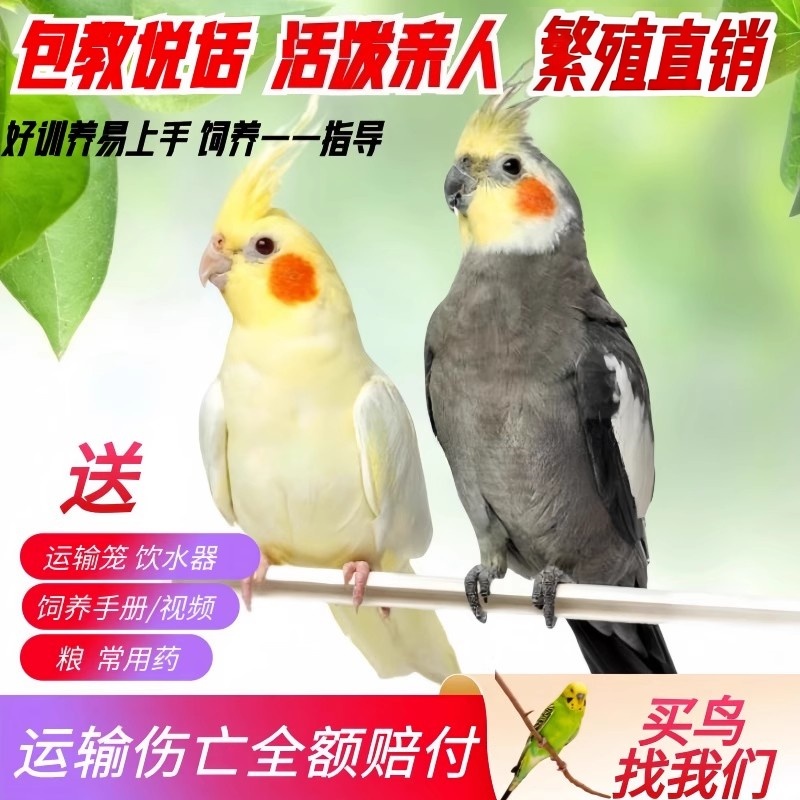 玄凤活体鹦鹉 小鸟活物虎皮牡丹玄凤鹦鹉宠物活鸟可教说话活体鸟