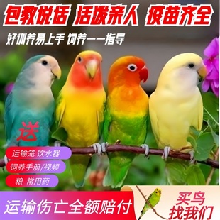 鸟活体 牡丹鹦鹉活体宠物鸟小鸟虎皮鹦鹉玄凤鹦鹉活体可教说话