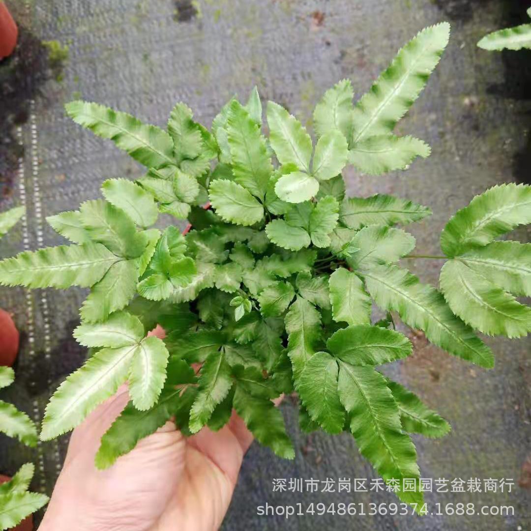 蕨类植物绿云蕨狼尾蕨阿伯蕨植物墙微雨林缸净化空气室内盆栽景观
