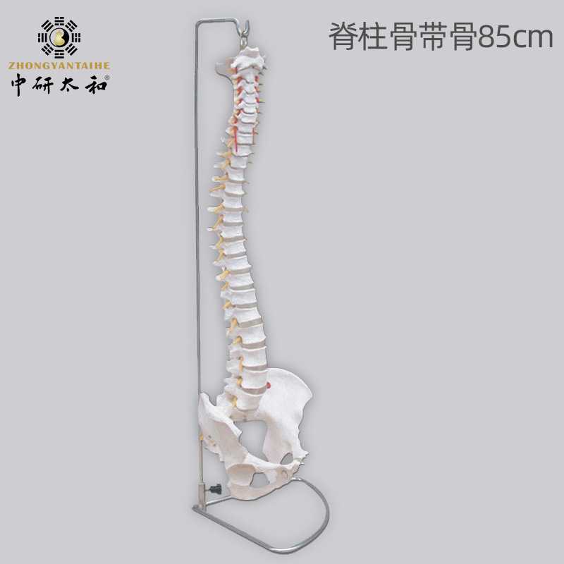 人体部位骨骼模型 手骨 颅骨 椎骨肩关节 腰椎模型 骨头 标本模型