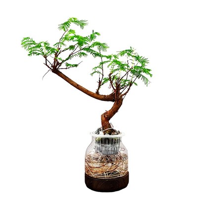 水杉盆景鱼缸造型水培水生植物盆栽室内客厅办公室溪流缸绿植树苗