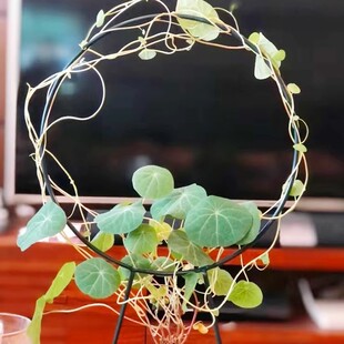 室内铁艺圆形心形山乌龟雪莹绿萝甲龙植物支架铁线莲花架爬藤架子