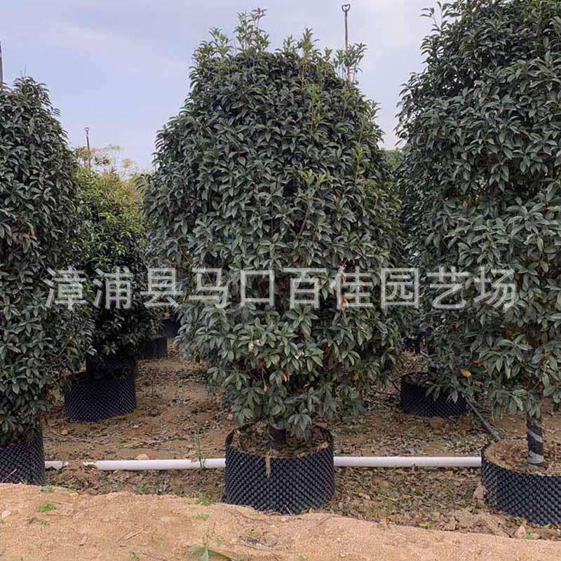 园林庭院风景绿化树造型四季常青百佳园艺头径12公分桂花树丹桂树