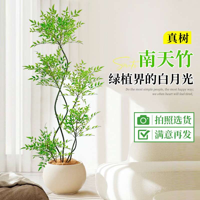 南天竹盆栽客厅真树绿植办公室内沙发边大型落地旺宅真花大号禄植