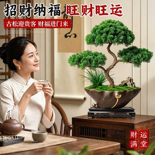 真柏迎客松盆景真树造型老桩罗汉松办公室内客厅绿植盆栽好养招财