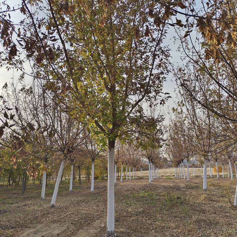 糖槭树 单杆金叶复叶槭耐寒彩叶树 丛生糖槭 行道树小区园林绿化