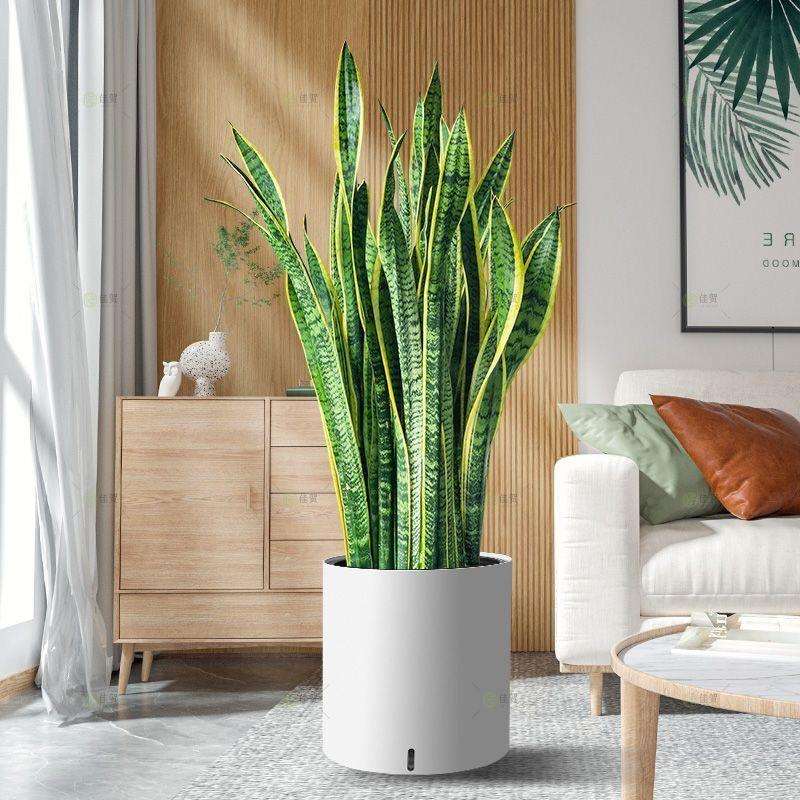 大型绿植金边虎皮兰80cm-1米客厅好养盆栽净化空气