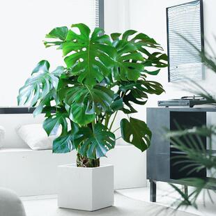 龟背竹大型盆栽北欧网红绿植室内客厅办公室大叶植物除甲醛真花卉